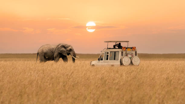 Safari & Spice Island